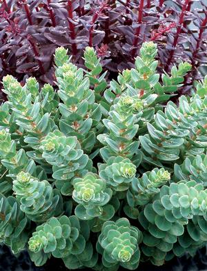 Sedum 'Rosetta' Stonecrop from Moose Crossing Garden Center