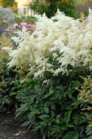 Astilbe japonica 'Deutschland' Astilbe from Moose Crossing Garden Center
