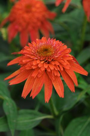 Echinacea purpurea 'Double Scoop Mandarin' Coneflower from Moose Crossing Garden Center