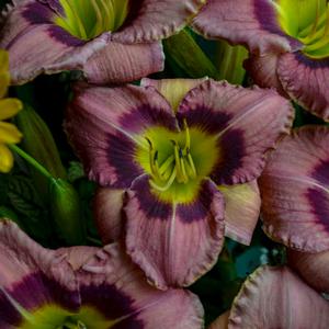 Hemerocallis hybrid 'Always Afternoon' Daylily from Moose Crossing Garden Center