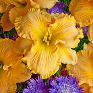 Hemerocallis hybrid 'Collier' Daylily from Moose Crossing Garden Center
