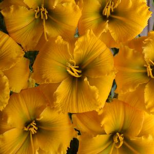 Hemerocallis hybrid 'Elegant Explosion' Daylily from Moose Crossing Garden Center