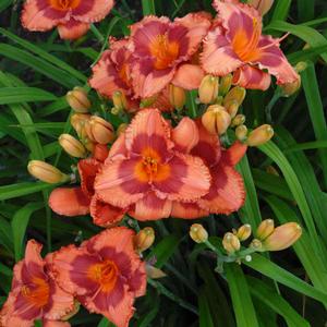 Hemerocallis hybrid 'Holiday Song' Daylily from Moose Crossing Garden Center