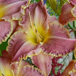 Hemerocallis hybrid 'Judy Judy' Daylily from Moose Crossing Garden Center