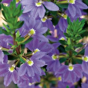 Scaevola hybrid 'Whirlwind Blue' Fan Flower from Moose Crossing Garden Center