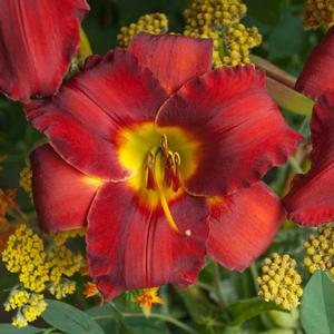 Hemerocallis hybrid 'Sun Dried Tomatoes' Daylily from Moose Crossing Garden Center