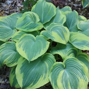 Hosta hybrid 'Earth Angel' Hosta from Moose Crossing Garden Center