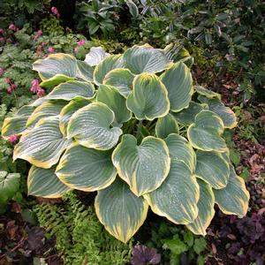 Hosta hybrid 'Sagae' Hosta from Moose Crossing Garden Center