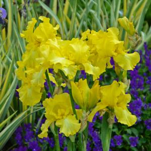 Iris germanica 'Harvest of Memories' German Iris from Moose Crossing Garden Center