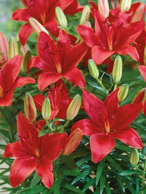 Lilium asiatic 'Red' Asiatic Lily from Moose Crossing Garden Center