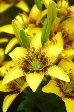 Lilium asiatic 'Yellow' Asiatic Lily from Moose Crossing Garden Center