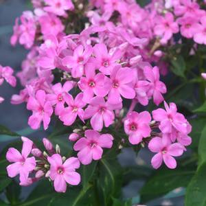 Phlox paniculata 'Early Start Pink' Dwarf Garden Phlox from Moose Crossing Garden Center