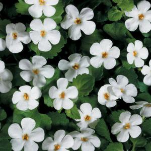 Sutera cordata 'Snowstorm Giant Snowflake' Bacopa from Moose Crossing Garden Center