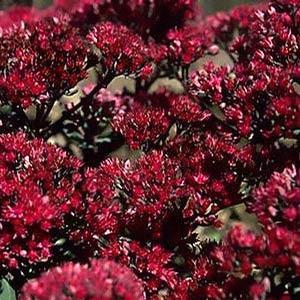Sedum 'Vera Jameson' Stonecrop from Moose Crossing Garden Center