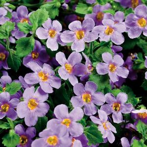 Sutera cordata 'Snowstorm Blue' Bacopa from Moose Crossing Garden Center