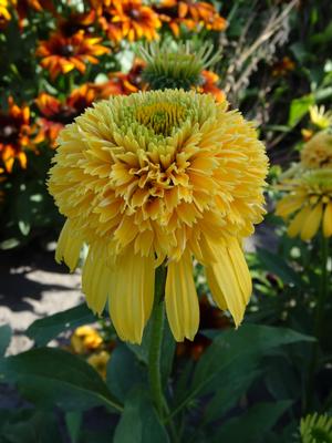 Echinacea purpurea 'Cone-Fections Lemon Drop' Coneflower from Moose Crossing Garden Center