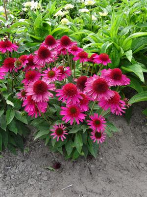 Echinacea purpurea 'Pink Fascinator' Coneflower from Moose Crossing Garden Center