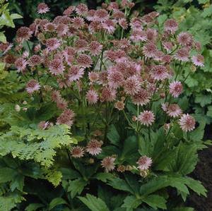 Astrantia major 'Roma' Roma Pink Masterwort from Moose Crossing Garden Center