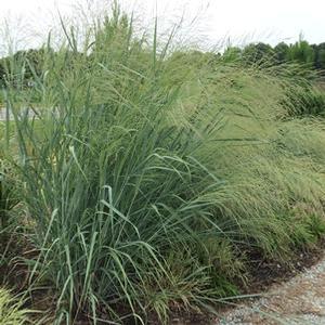 Panicum amarum 'Dewey Blue' Dewey Blue Switch Grass from Moose Crossing Garden Center