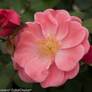 Rosa 'Oso Easy Pink Cupcake' Landscape Rose from Moose Crossing Garden Center
