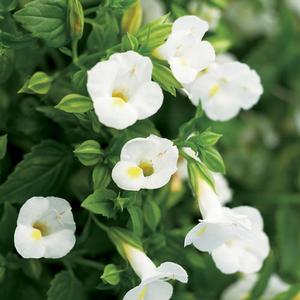 Torenia hybrid 'Catalina White Linen' Torenia from Moose Crossing Garden Center