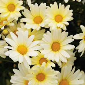 Argyranthemum frutescens 'Vanilla Butterfly' Marguerite Daisy from Moose Crossing Garden Center