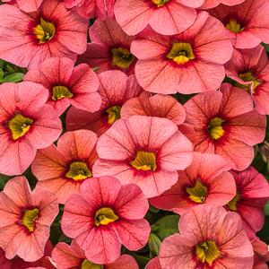 Calibrachoa hybrid 'Coralina' Superbells from Moose Crossing Garden Center