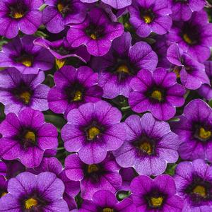 Calibrachoa hybrid 'Grape Punch' Superbells from Moose Crossing Garden Center