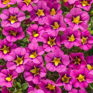 Calibrachoa hybrid 'Hollywood Star' Superbells from Moose Crossing Garden Center