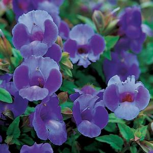 Torenia hybrid 'Summer Wave Blue' Wishbone Flower from Moose Crossing Garden Center