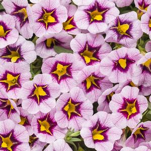 Calibrachoa hybrid 'Morning Star' Superbells from Moose Crossing Garden Center