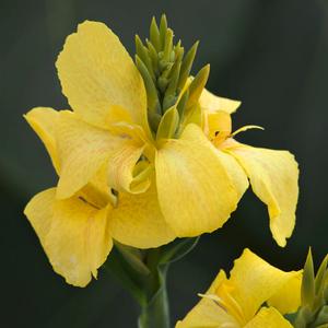 Canna generalis 'Toucan Yellow' Canna Lily from Moose Crossing Garden Center