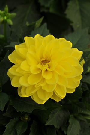 Dahlia hybrid 'Julia' Dahlia from Moose Crossing Garden Center