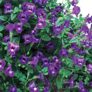 Torenia hybrid 'Summer Wave Large Violet' Wishbone Flower from Moose Crossing Garden Center