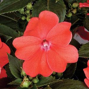Impatiens hybrid 'Vigorous Salmon' Sunpatiens from Moose Crossing Garden Center