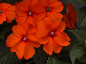 Impatiens hybrid 'Vigorous Orange' Sunpatiens from Moose Crossing Garden Center