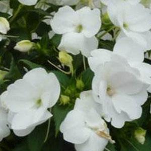 Impatiens hybrid 'Vigorous White' Sunpatiens from Moose Crossing Garden Center