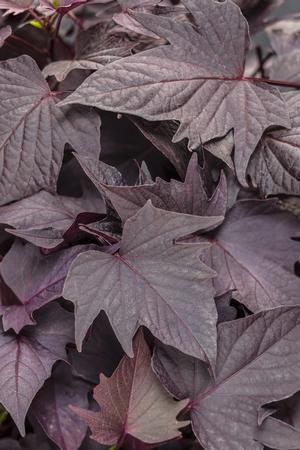 Ipomoea batatas 'Sweet Caroline Bewitched After Midnight' Sweet Potato Vine from Moose Crossing Garden Center