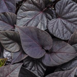 Ipomoea batatas 'Sweet Caroline Sweetheart Jet Black' Sweet Potato Vine from Moose Crossing Garden Center