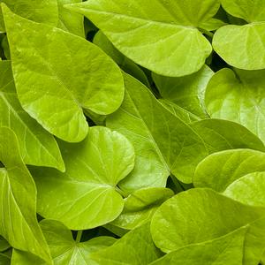 Ipomoea batatas 'Sweet Caroline Sweetheart Lime' Sweet Potato Vine from Moose Crossing Garden Center
