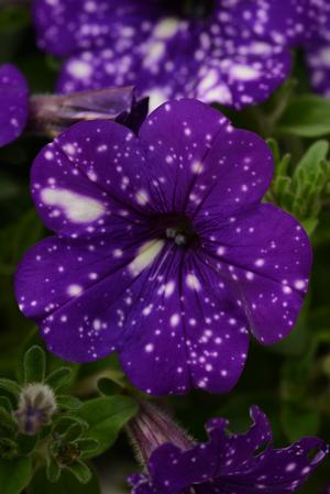 Petunia hybrid 'Headliner Night Sky' Petunia from Moose Crossing Garden Center