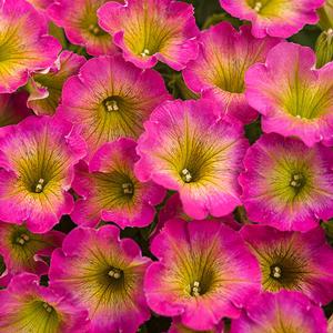 Petunia hybrid 'Supertunia Daybreak Charm' Petunia from Moose Crossing Garden Center