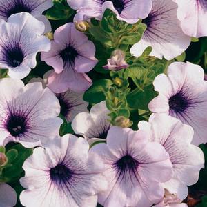 Petunia hybrid 'Supertunia Blue Vein' Petunia from Moose Crossing Garden Center