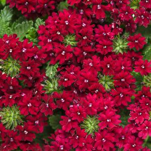 Verbena hybrid 'Superbena Royale Romance' Verbena from Moose Crossing Garden Center