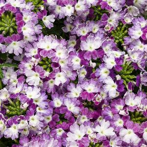 Verbena hybrid 'Superbena Sparkling Amethyst' Verbena from Moose Crossing Garden Center