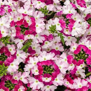 Verbena hybrid 'Superbena Sparkling Ruby' Verbena from Moose Crossing Garden Center