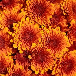 Chrysanthemum Garden Mum 'Copper Coin' Garden Mum from Moose Crossing Garden Center