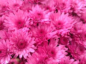Chrysanthemum Garden Mum 'Jazzberry' Garden Mum from Moose Crossing Garden Center