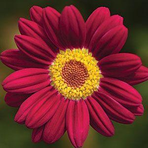 Argyranthemum frutescens 'Comet Red' Marguerite Daisy from Moose Crossing Garden Center
