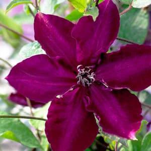 Clematis 'Amethyst Beauty' Clematis from Moose Crossing Garden Center